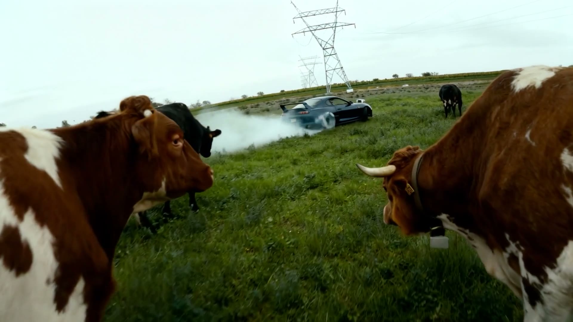 Drift smoke among the cows